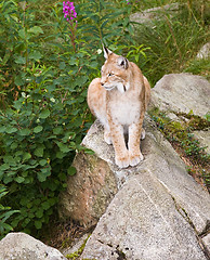 Image showing lynx