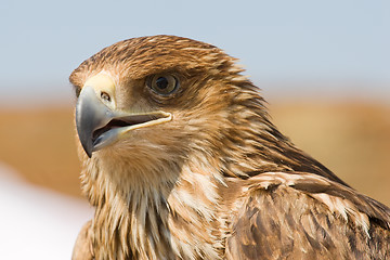 Image showing Falcon portrait