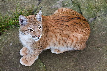 Image showing Small lynx