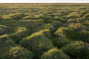 Image showing Hilly grass