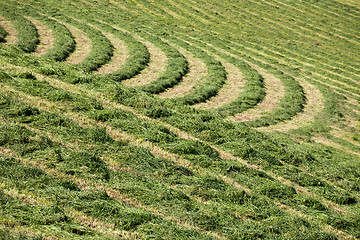Image showing hay grass pattern