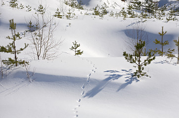 Image showing wild animal traces