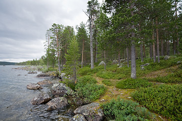 Image showing pine-wood ashore lake