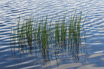 Image showing Sedge in water