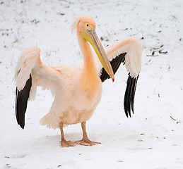 Image showing pink pelican