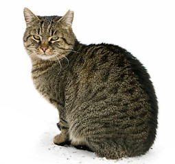 Image showing cat sitting isolated on white