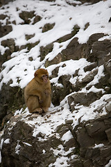 Image showing Little monkey