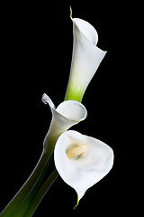 Image showing three calla lilies