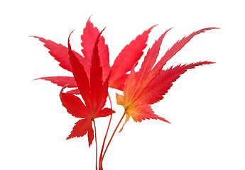 Image showing Three maple leaves