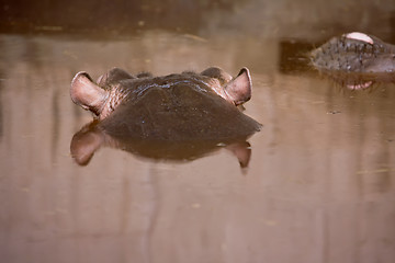 Image showing hippopotamus swim on the river