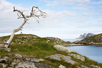 Image showing dry tree