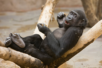 Image showing Monkey with meal in paws