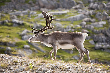 Image showing deer