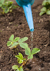 Image showing watering