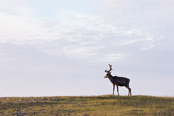 Image showing deer