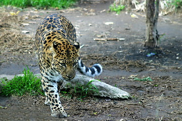 Image showing Amur Leopard (4889)