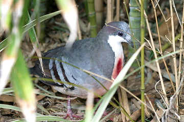 Image showing Bleeding Heart Pigeon (4883)