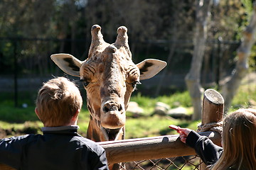 Image showing Baringo Giraffe (4763)