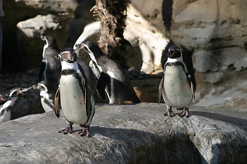 Image showing Humboldt Penguin (4685)