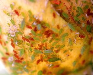 Image showing Aphids Infestation (6392)