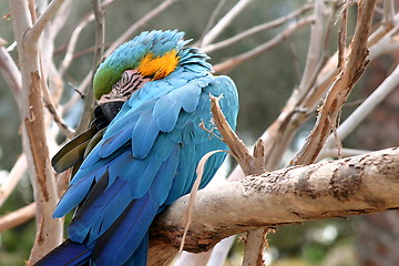 Image showing Blue And Gold Macaw (4807)