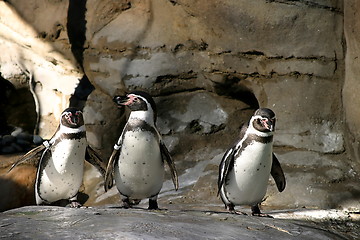 Image showing Humboldt Penguin (4677)