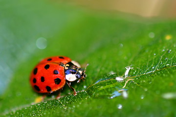 Image showing Lady Bug (6408)