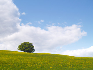 Image showing lonely tree