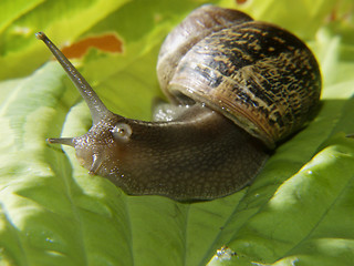 Image showing Snail on Hoster