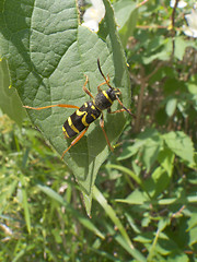 Image showing Climbing Wasp