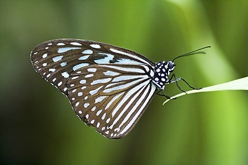 Image showing Butterfly