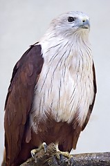 Image showing Hawk