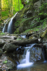 Image showing River in the forest