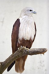 Image showing Hawk