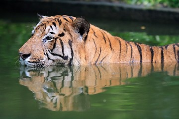 Image showing Tiger