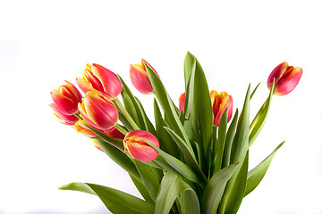 Image showing tulip