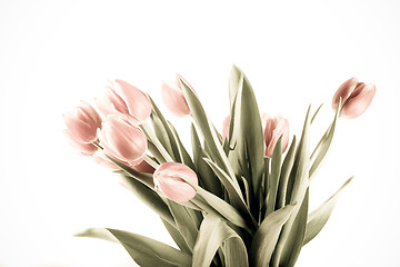 Image showing tulip