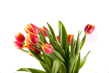 Image showing tulip