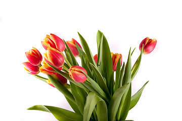 Image showing tulip