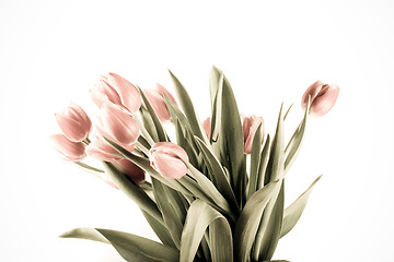 Image showing tulip