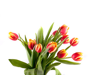 Image showing tulip