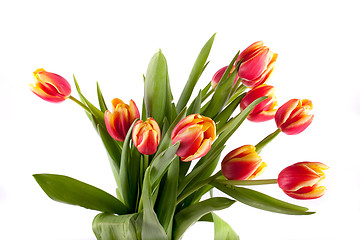 Image showing tulip