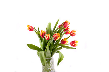 Image showing tulip