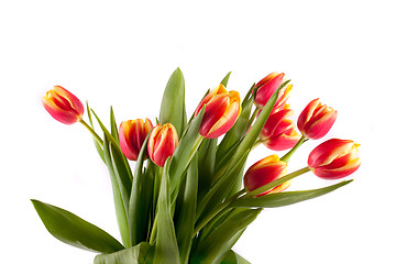 Image showing tulip