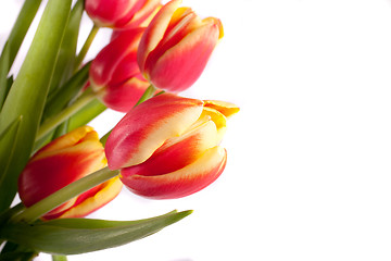 Image showing tulip