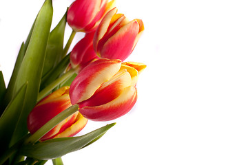 Image showing tulip