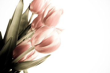 Image showing tulip