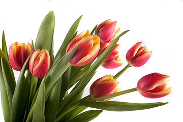 Image showing tulip