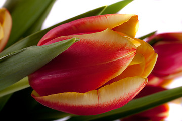 Image showing tulip