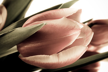 Image showing tulip